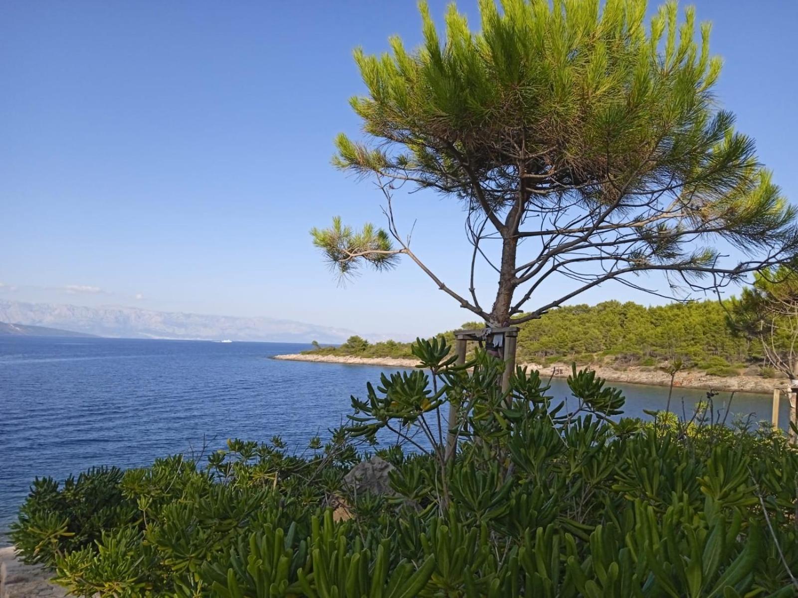 Mala Basina -Maslina Apartment Vrbanj Luaran gambar
